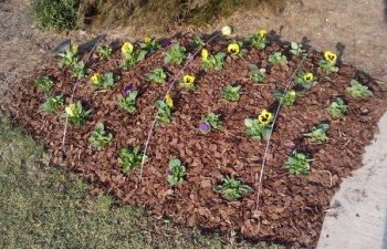 seasonal flowers planted by Pannone’s Lawn Pros & Landscaping