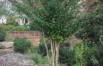 yard before clean up