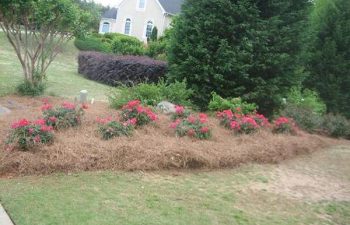 yard after new plant installation performed by Pannone’s Lawn Pros & Landscaping