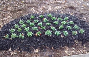 seasonal flowers planted by Pannone’s Lawn Pros & Landscaping