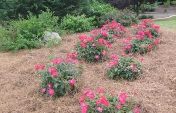yard after new plant installation performed by Pannone’s Lawn Pros & Landscaping