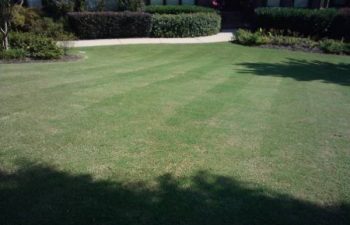 a manicured lawn maintained by Pannone’s Lawn Pros & Landscaping