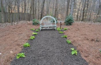 yard after new plant installation performed by Pannone’s Lawn Pros & Landscaping