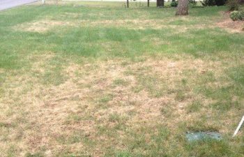 lawn with brown patches