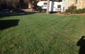 a lush lawn after treatment for brown patches perforemedby Pannone’s Lawn Pros & Landscaping