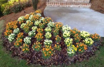 seasonal flowers planted by Pannone’s Lawn Pros & Landscaping