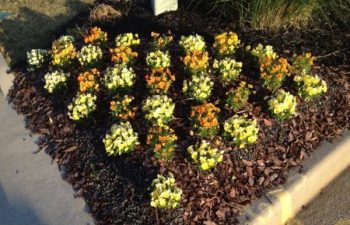 seasonal flowers planted by Pannone’s Lawn Pros & Landscaping