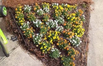 seasonal flowers planted by Pannone’s Lawn Pros & Landscaping