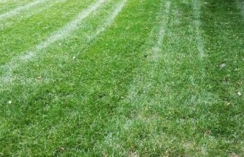 lawn before maintainance services performed by Pannone’s Lawn Pros & Landscaping