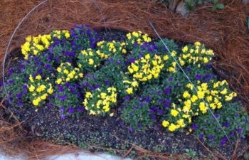seasonal flowers planted by Pannone’s Lawn Pros & Landscaping