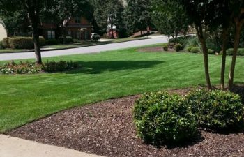 a manicured lawn maintained by Pannone’s Lawn Pros & Landscaping