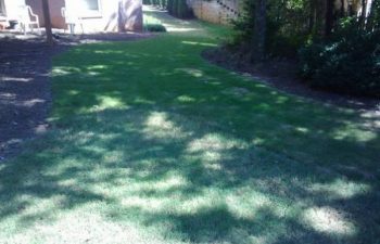 yard after new sod installation performed by Pannone’s Lawn Pros & Landscaping