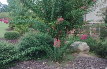 backyard with seasonal plants