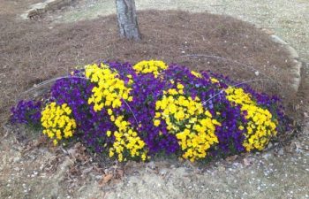 seasonal flowers planted by Pannone’s Lawn Pros & Landscaping