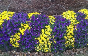seasonal flowers planted by Pannone’s Lawn Pros & Landscaping