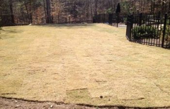 yard after new sod installation performed by Pannone’s Lawn Pros & Landscaping