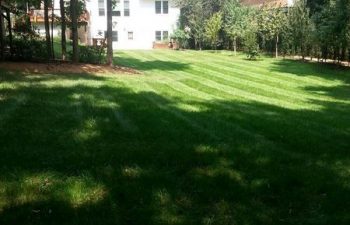 a lush lawn after maintaining services performed by Pannone’s Lawn Pros & Landscaping