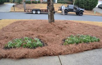 seasonal flowers planted by Pannone’s Lawn Pros & Landscaping