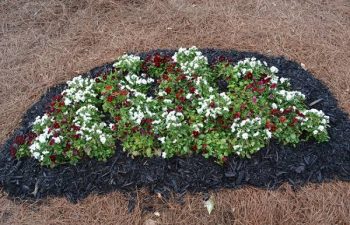 seasonal flowers planted by Pannone’s Lawn Pros & Landscaping