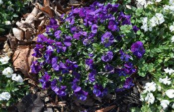 seasonal flowers planted by Pannone’s Lawn Pros & Landscaping