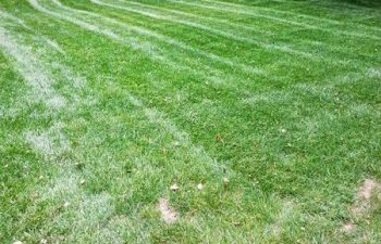 lawn before maintainance services performed by Pannone’s Lawn Pros & Landscaping
