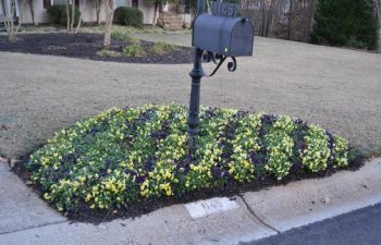 seasonal plants installed by Pannone’s Lawn Pros & Landscaping