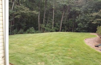 yard after new sod installation performed by Pannone’s Lawn Pros & Landscaping