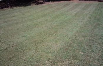lawn maintained by Pannone’s Lawn Pros & Landscaping