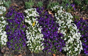 seasonal flowers planted by Pannone’s Lawn Pros & Landscaping