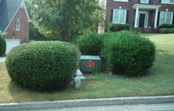 manicured lawn with well-maintaned shrubs