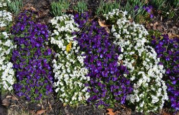 seasonal flowers