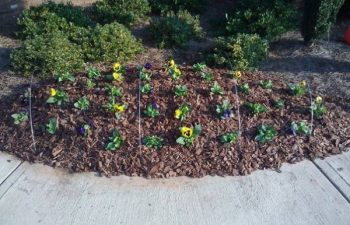 seasonal plants installed by Pannone’s Lawn Pros & Landscaping