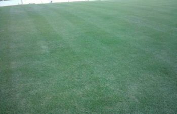 a manicured lawn maintained by Pannone’s Lawn Pros & Landscaping