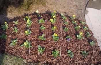seasonal plants installed by Pannone’s Lawn Pros & Landscaping