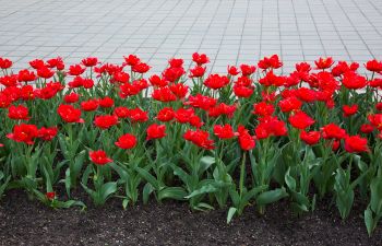 Bed of Red Roses Cumming GA