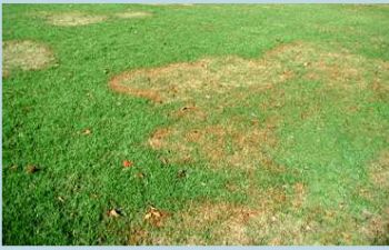 lawn with brown patches