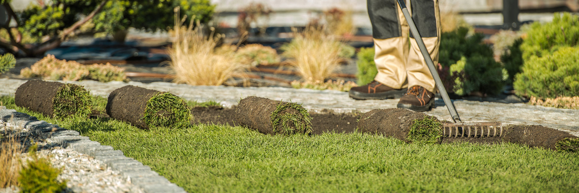 Professional landscaper installing sod