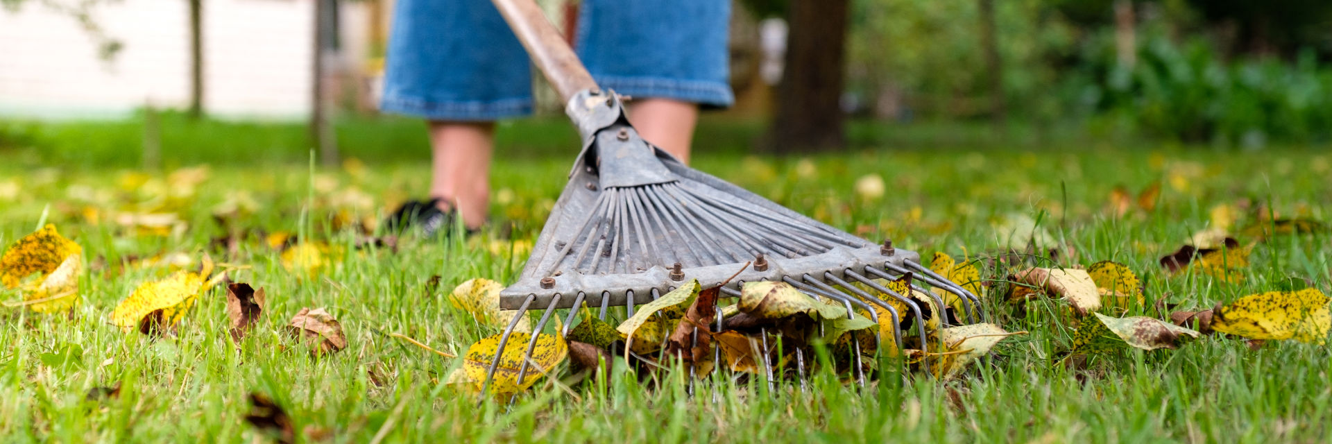 Yard Clean Up