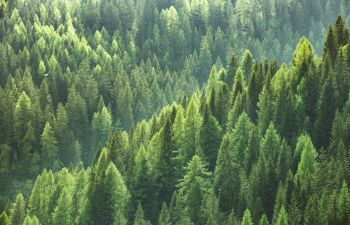 aerial view of forest trees