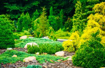 landscaped garden