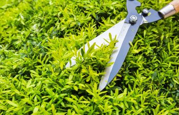 Shrub Care Cumming GA