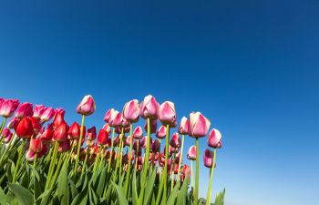 Spring Flowers Cumming GA