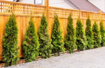 privacy trees