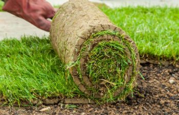 sod installation