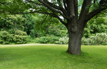 a well-maintained garden with a shade tree