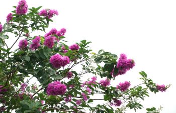 Purple Crape Myrtles blooming flowers.