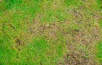 green and yellow grass texture the lack of lawn care and maintenance until the damage pests