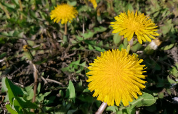 blooming dandelions