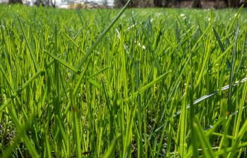 perfect healthy lawn