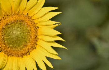 beautiful sunflower on a sunny day with a natural background
